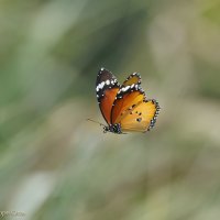 Cleuza Blog